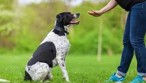 assurance pour chien
