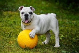 Cohabiter avec un Bulldog