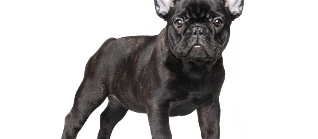 bouledogue