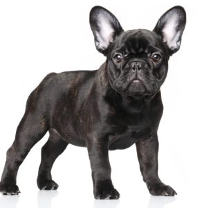 bouledogue
