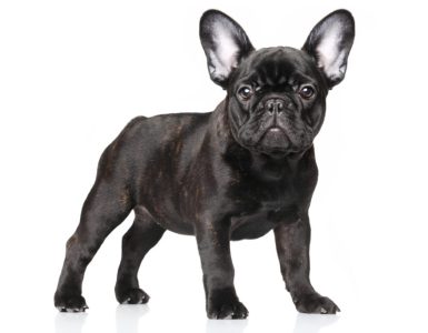bouledogue
