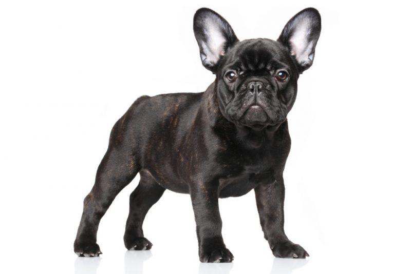 bouledogue