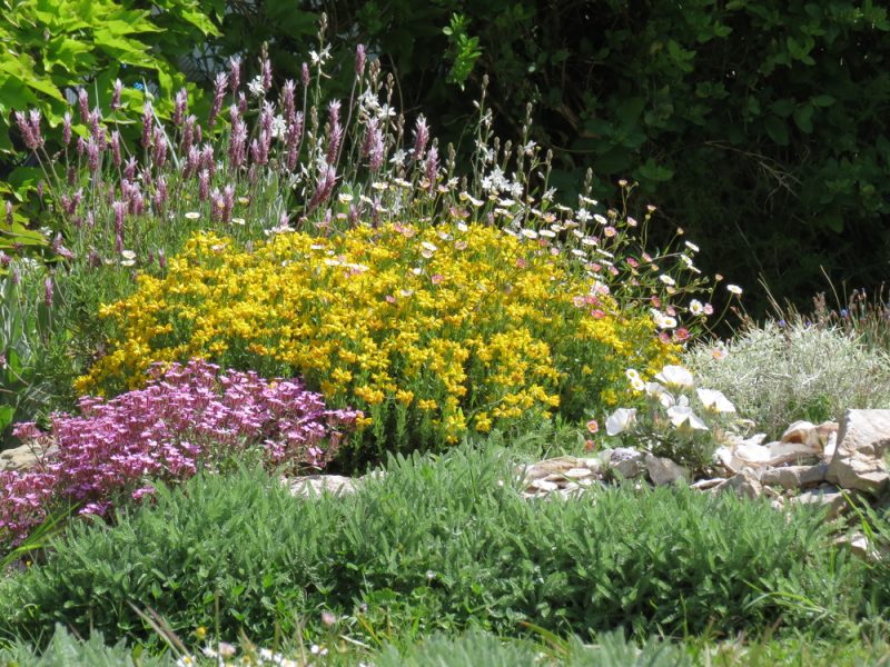 Jardin méditerranéen