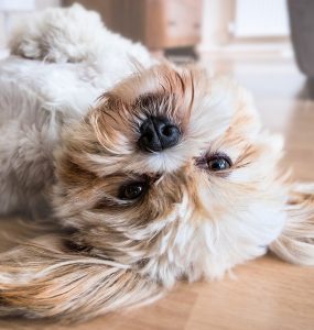 animaux chien