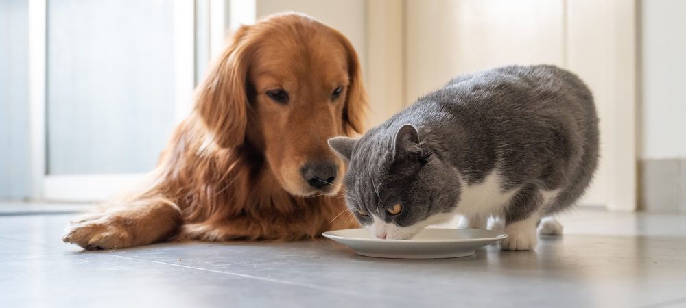 chien affectionne les nourritures pour chat