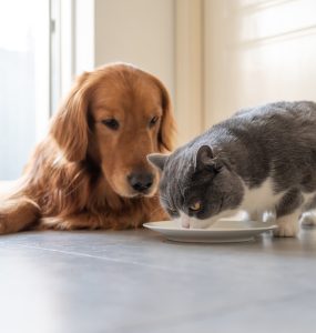 chien affectionne les nourritures pour chat