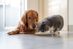 chien affectionne les nourritures pour chat