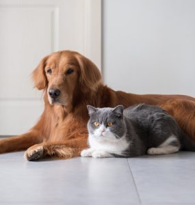 chien chat