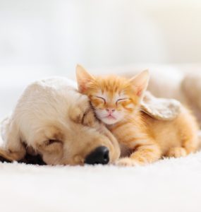 chien chaton
