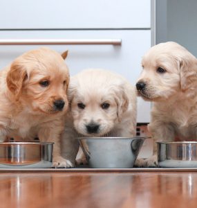 chiot