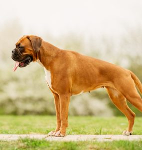 Boxer Aliment