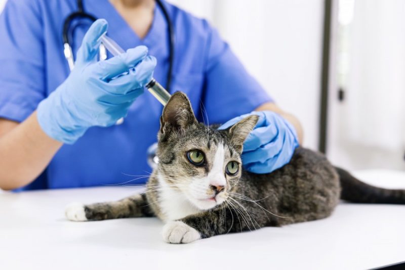 mutuelle santé pour chat