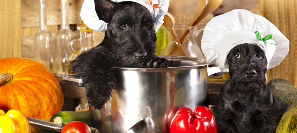 Tout ce qu’il faut savoir sur l’alimentation du Scottish Terrier