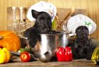 Tout ce qu’il faut savoir sur l’alimentation du Scottish Terrier