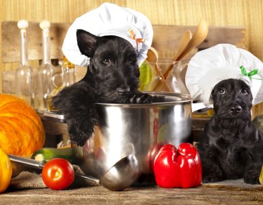 Tout ce qu’il faut savoir sur l’alimentation du Scottish Terrier