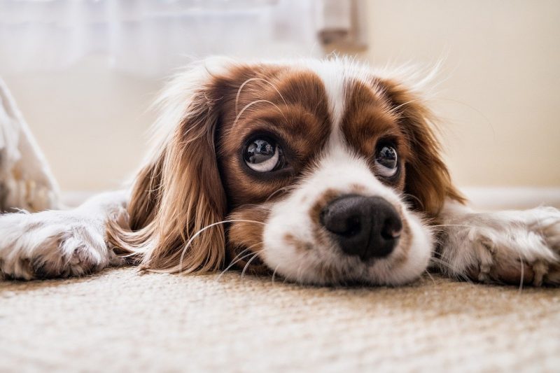 prendre des photos de son chien